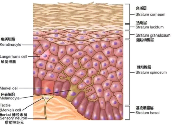 孚美达乳膏是如何淡化皮肤色素的？